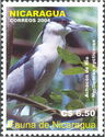Black-crowned Night-heron (Nycticorax nycticorax)